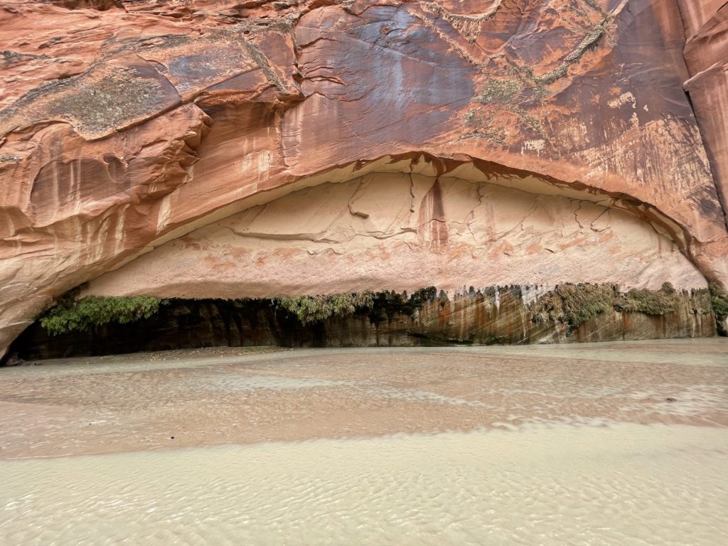 The spring in Paria canyon