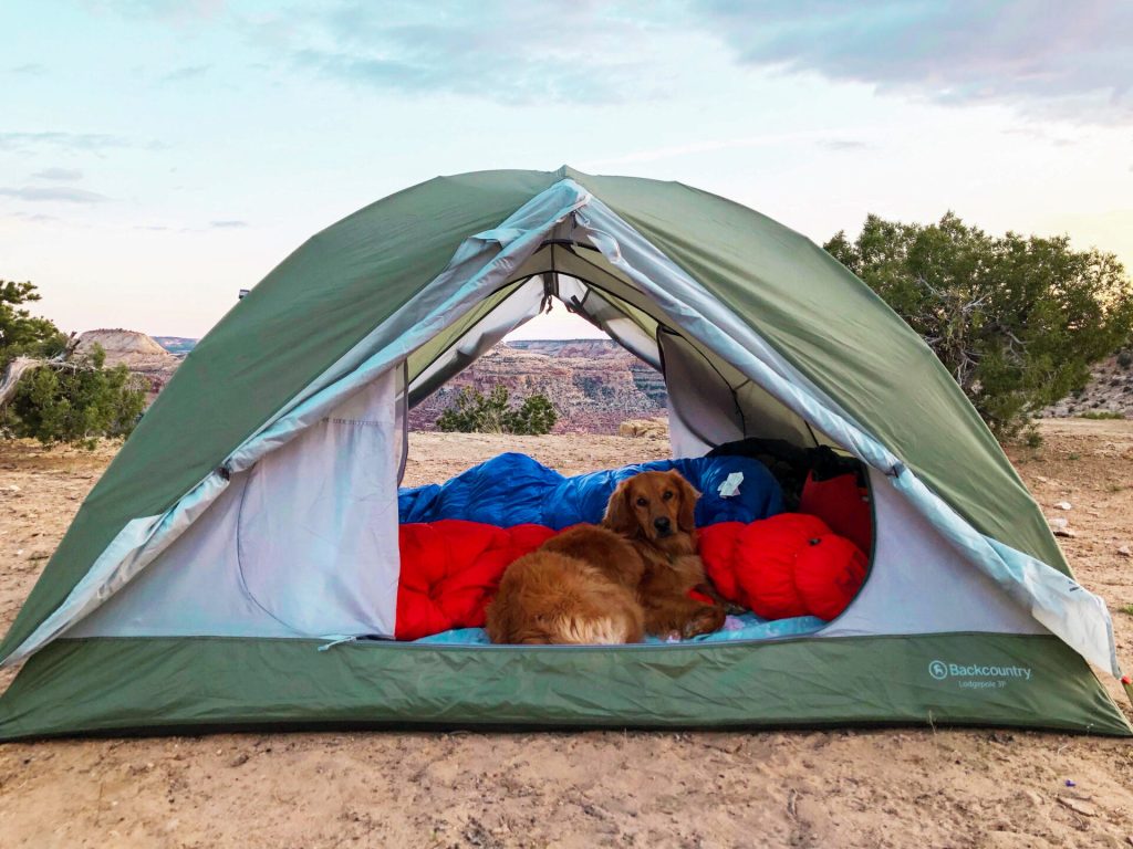 Dog laying in tent on a backpacking trip in the desert