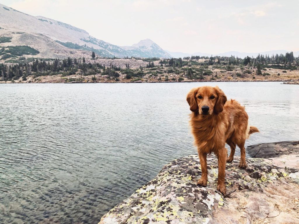 Dog backpacking to a lake
