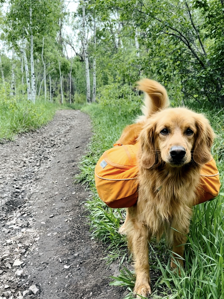 dog hiking backpack