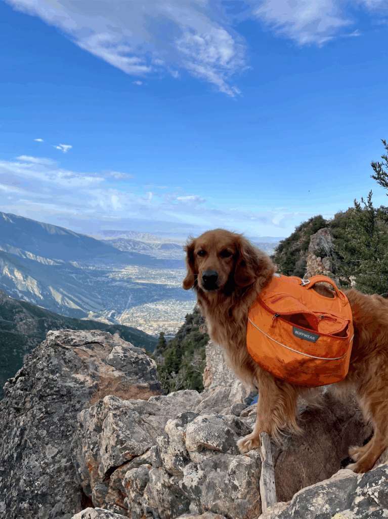The Best dog hiking backpack