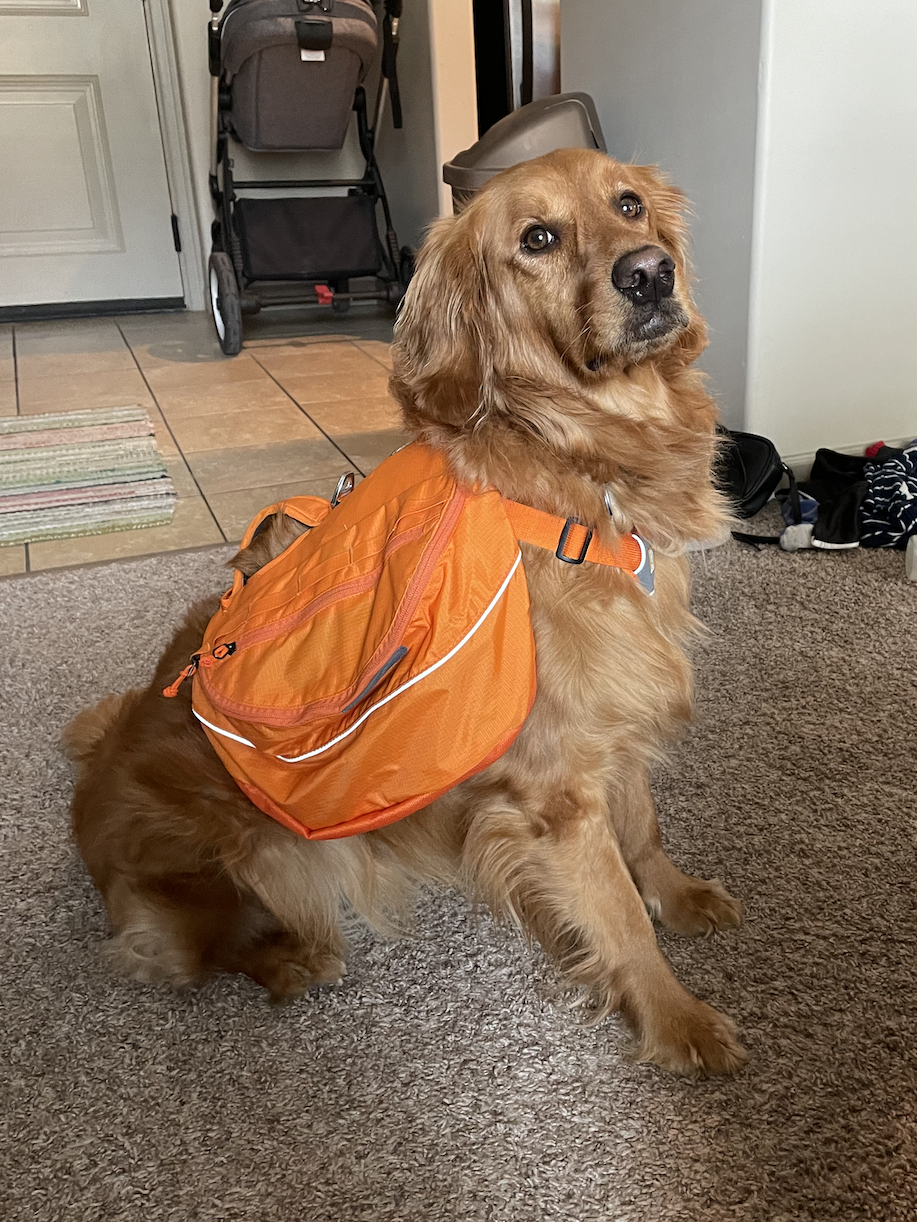 dog hiking backpack testing the Ruffwear approach at home